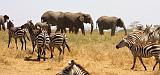 TANZANIA - Serengeti National Park - 057